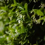 Farma Fattoria San Donato