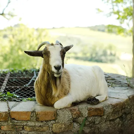 Fattoria San Donato